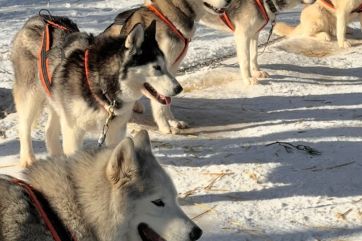 Attēls rakstam: Ogrēniete bauda unikālu ziemas piedzīvojumu, kas pieejams tikai divās vietās Latvijā, tostarp - Ogrē