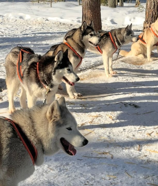 Ogrēniete bauda unikālu ziemas piedzīvojumu, kas pieejams tikai divās vietās Latvijā, tostarp - Ogrē