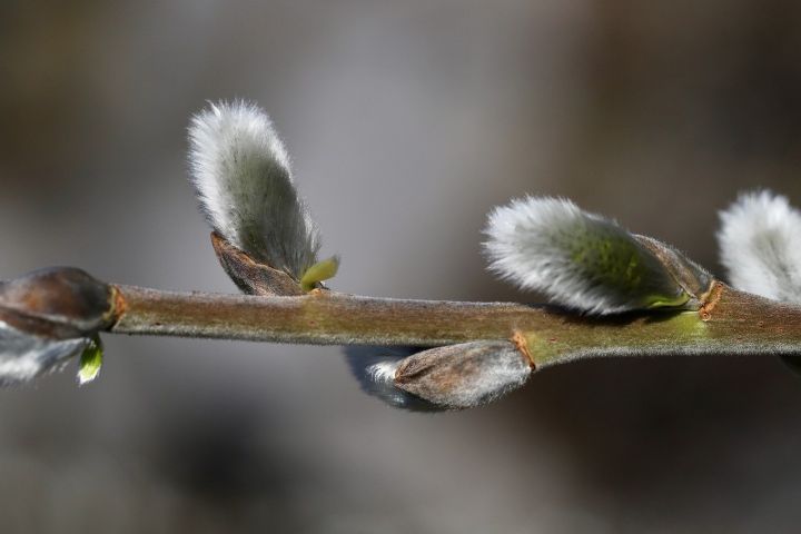 Pūpolsvētdienas tirgus