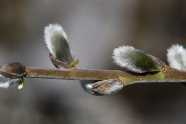Attēls rakstam: Pūpolsvētdienas tirgus