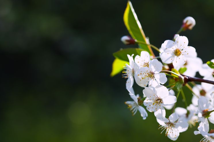 Attēls rakstam: Pirmdien Ogrē gaiss iesils līdz +10 grādiem
