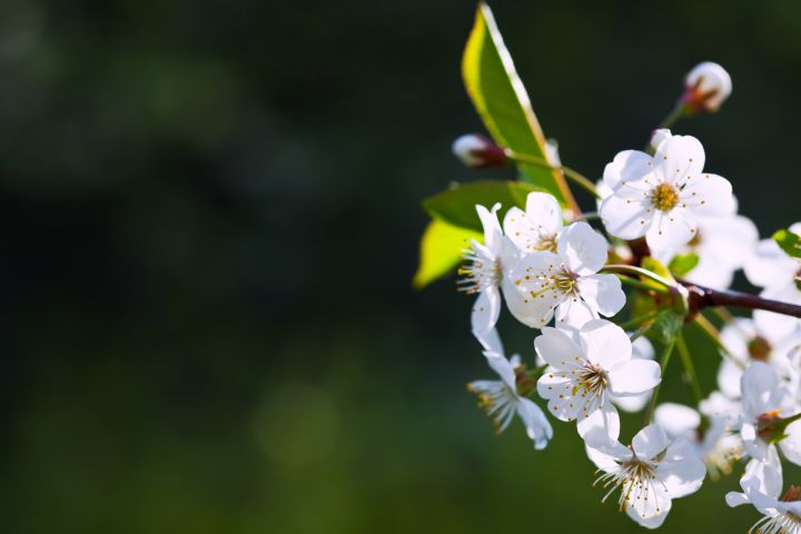 Pirmdien Ogrē gaiss iesils līdz +10 grādiem