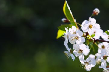 Attēls rakstam: Pirmdien Ogrē gaiss iesils līdz +10 grādiem