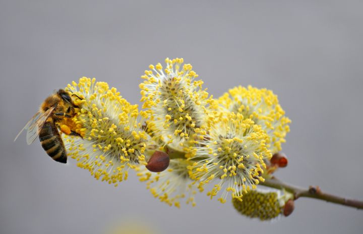 Deju kolektīvu sadancis "Pūpoli zied"