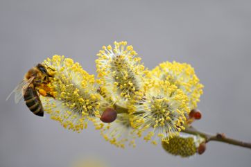 Attēls rakstam: Deju kolektīvu sadancis "Pūpoli zied"