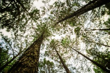 Attēls rakstam: Madlienas amatierteātra pirmizrāde "Virs mūsu galvām galotnes"