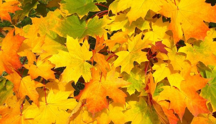 Ogres novada iedzīvotāji varēs bez maksas nodot sagrābtās lapas un citus dārza BIO atkritumus