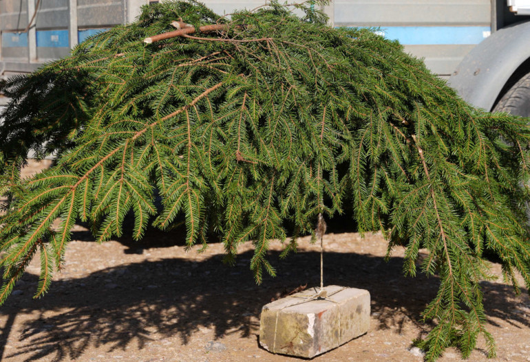 FOTO: Pie Ikšķiles, Kaibalas un Klintaines izvietos 450 mākslīgās nārsta ligzdas zivīm