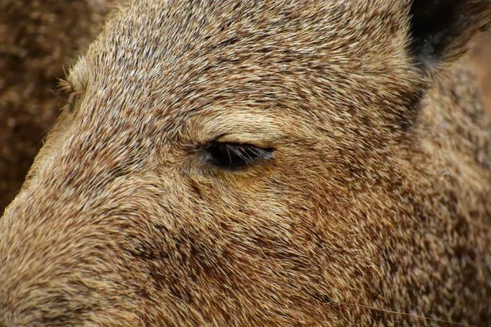 Āfrikas cūku mēris pagājušajā nedēļā konstatēts 102 mežacūkām, tostarp trim Ogres novadā