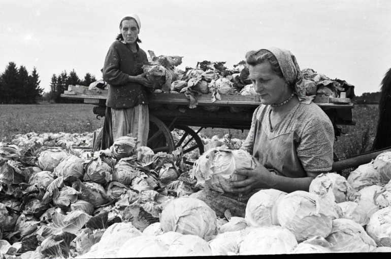 FOTO: Vai atceries šādus rudeņus? Fotogrāfijas atklāj kādreizējo dzīvi Ogres pusē