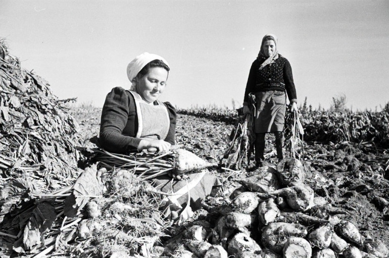 FOTO: Vai atceries šādus rudeņus? Fotogrāfijas atklāj kādreizējo dzīvi Ogres pusē