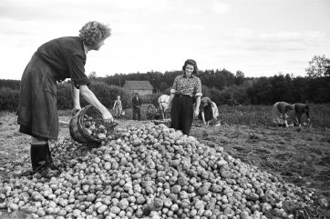 Attēls rakstam: FOTO: Vai atceries šādus rudeņus? Fotogrāfijas atklāj kādreizējo dzīvi Ogres pusē