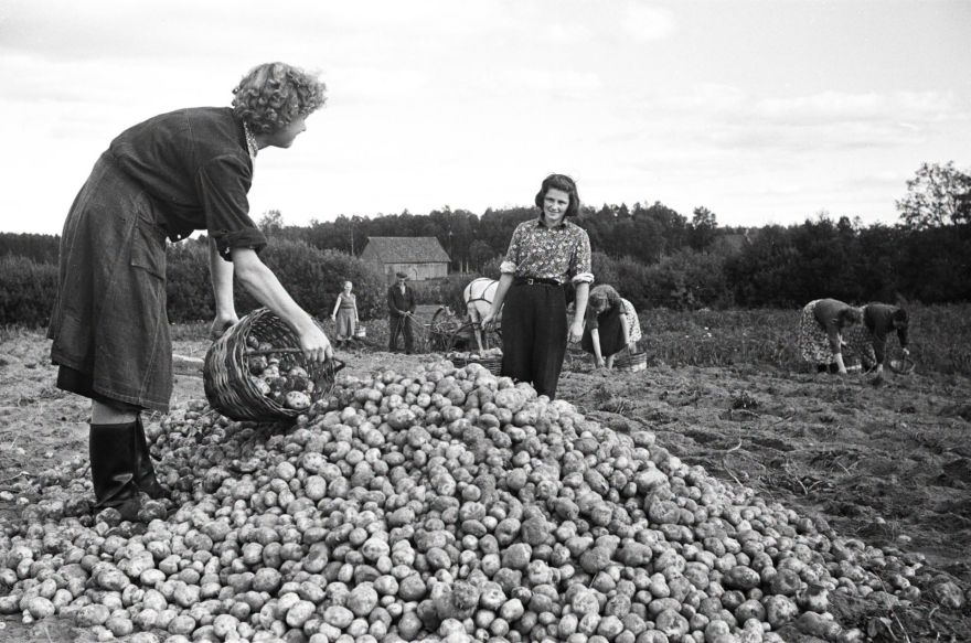 FOTO: Vai atceries šādus rudeņus? Fotogrāfijas atklāj kādreizējo dzīvi Ogres pusē