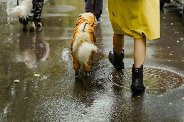 Attēls rakstam: Otrdien gaidāms īslaicīgs lietus, vietām arī pērkona negaiss