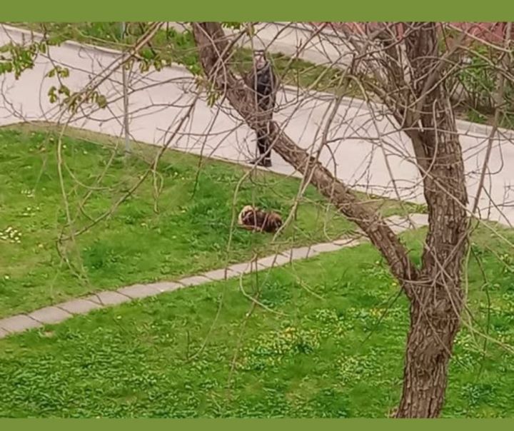 "Ar saviem suņiem dariet to zem saviem logiem, ne zem manējiem," sašutusi ir kāda ogrēniete