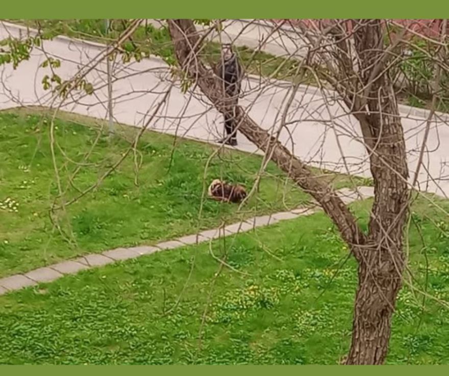 "Ar saviem suņiem dariet to zem saviem logiem, ne zem manējiem," sašutusi ir kāda ogrēniete