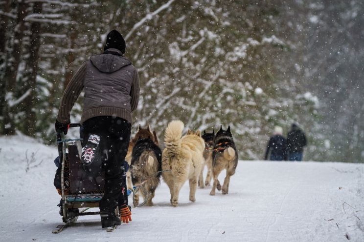 Attēls rakstam: “Te pajūgs, tur slēpotāji, te zirgi...” Ogrēnieši nikni par ierobežojumiem Ogres Zilajos kalnos