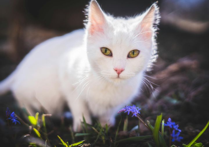 Trešdien spīdēs saule un pūtīs auksts vējš