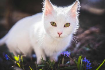 Attēls rakstam: Trešdien spīdēs saule un pūtīs auksts vējš