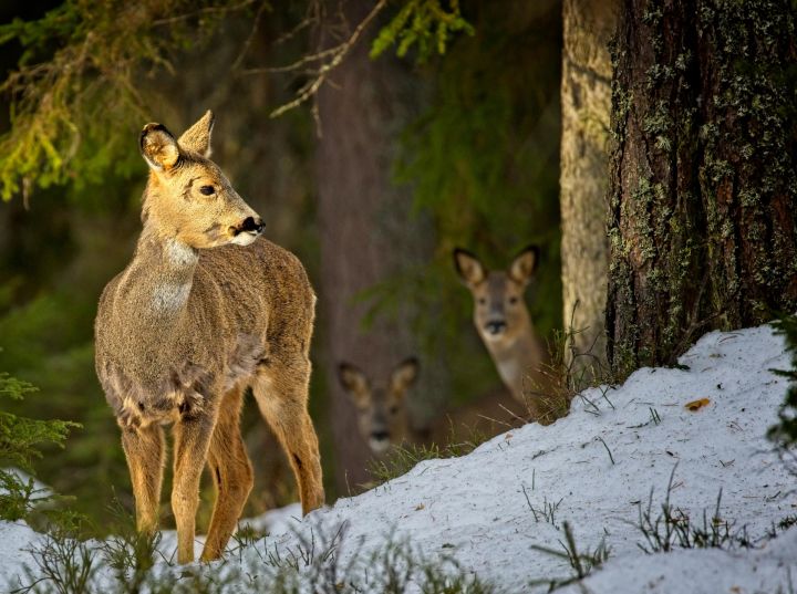 Speciālists iesaka arī aukstajā laikā nepiebarot meža zvērus
