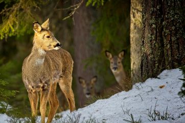 Attēls rakstam: Speciālists iesaka arī aukstajā laikā nepiebarot meža zvērus