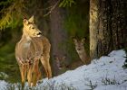 Attēls rakstam: Speciālists iesaka arī aukstajā laikā nepiebarot meža zvērus