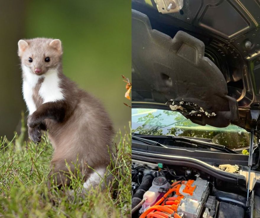 "Likās, ka pie mums spokojas..." Ikšķilē caunas grauž auto motortelpas un saimnieko bēniņos