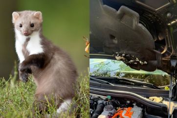Attēls rakstam: "Likās, ka pie mums spokojas..." Ikšķilē caunas grauž auto motortelpas un saimnieko bēniņos