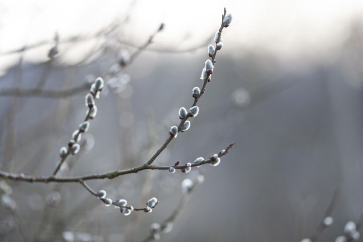 Nedēļas nogalē gaisa temperatūra daudzviet noslīdēs zem nulles