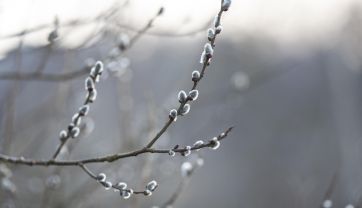 Attēls rakstam: Nedēļas nogalē gaisa temperatūra daudzviet noslīdēs zem nulles