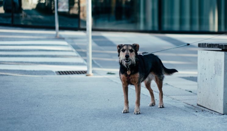 Attēls rakstam: Birzgalē ziņo par klaiņojošu suni 
