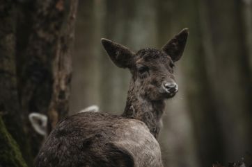 Attēls rakstam: Jumpravas pagastā ziņo par ievainotu stirniņu, Tīnūžu pagastā par nobrauktu lapsu