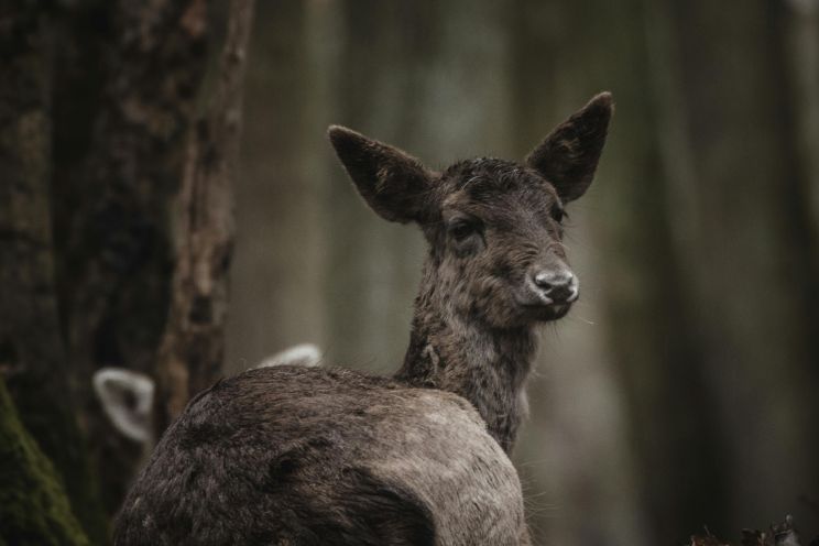 Attēls rakstam: Jumpravas pagastā ziņo par ievainotu stirniņu, Tīnūžu pagastā par nobrauktu lapsu