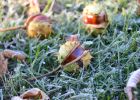 Attēls rakstam: Sasildīsimies pa dienu! Jau pavisam drīz - naktī temperatūra būs zem nulles