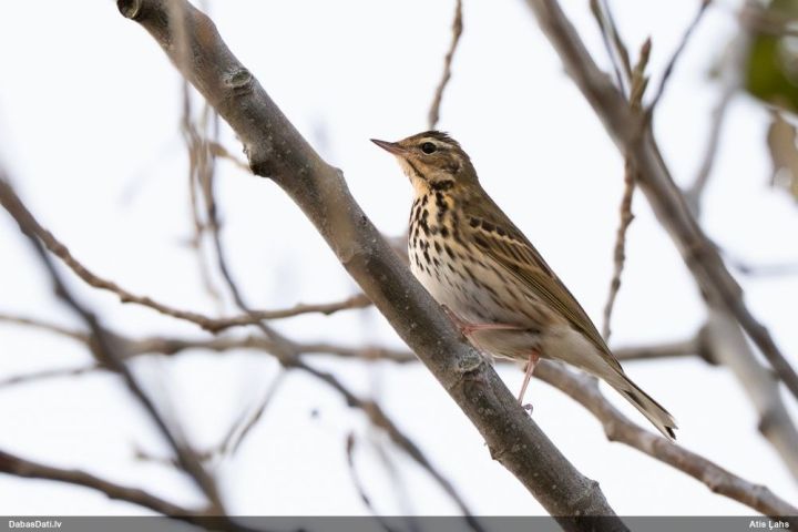 Pirmo reizi Latvijā novērota taigas čipste