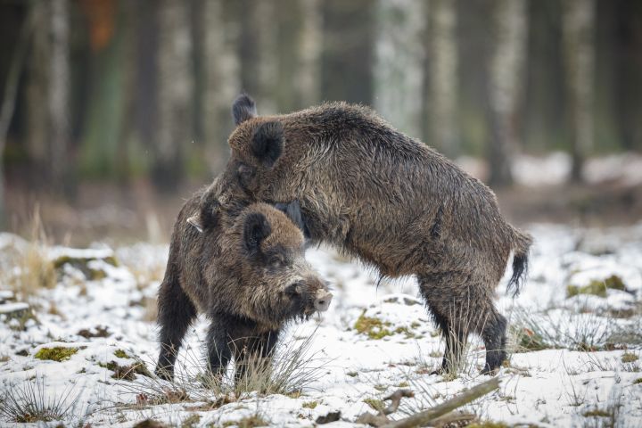 Āfrikas cūku mēris pagājušajā nedēļā konstatēts 52 mežacūkām, tostarp trijām Ogres novadā
