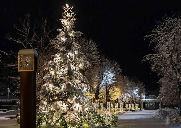 Ogres novadā iespēja piedalīties tradicionālajā akcijā "Ziemassvētku egļu stāsts"