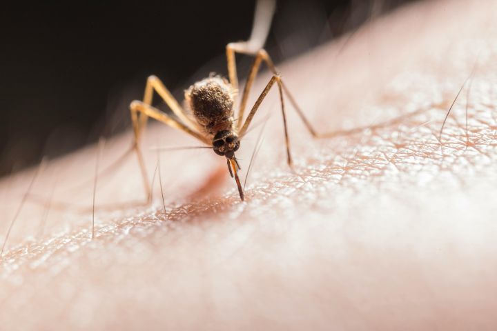 Dārznieks nosaucis 3 augus, kas atbaida odus labāk par jebkuru aerosolu 
