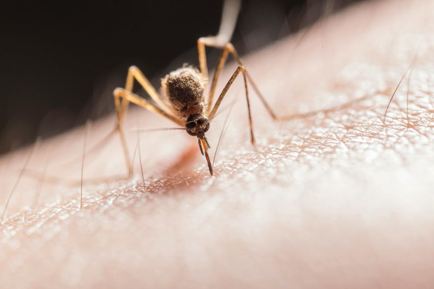 Dārznieks nosaucis 3 augus, kas atbaida odus labāk par jebkuru aerosolu 