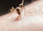 Attēls rakstam: Dārznieks nosaucis 3 augus, kas atbaida odus labāk par jebkuru aerosolu 