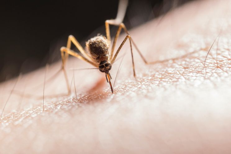 Attēls rakstam: Dārznieks nosaucis 3 augus, kas atbaida odus labāk par jebkuru aerosolu 