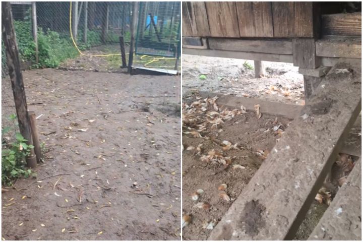 VIDEO: Postaža Taurupē: nakts slaktiņā saimnieks zaudējis vairāk nekā 30 vistas