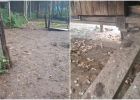 Attēls rakstam: VIDEO: Postaža Taurupē: nakts slaktiņā saimnieks zaudējis vairāk nekā 30 vistas