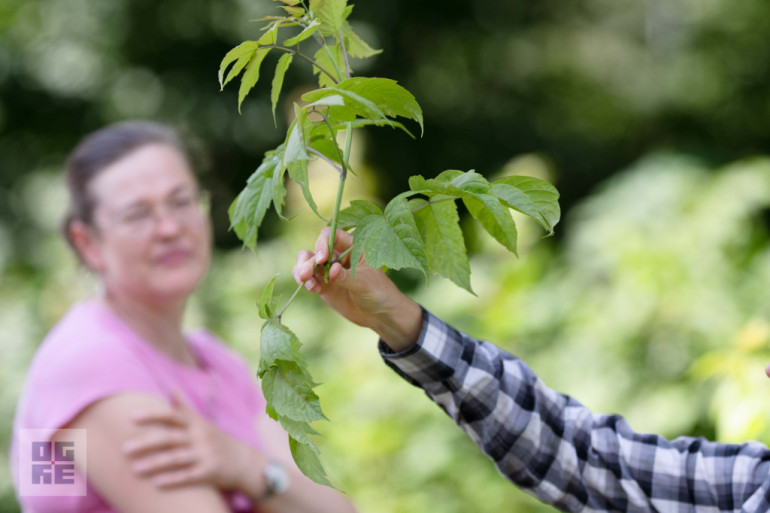 FOTO: J. Čakstes prospektā notikusi talka – informatīvais seminārs invazīvo sugu izplatības ierobežošanai