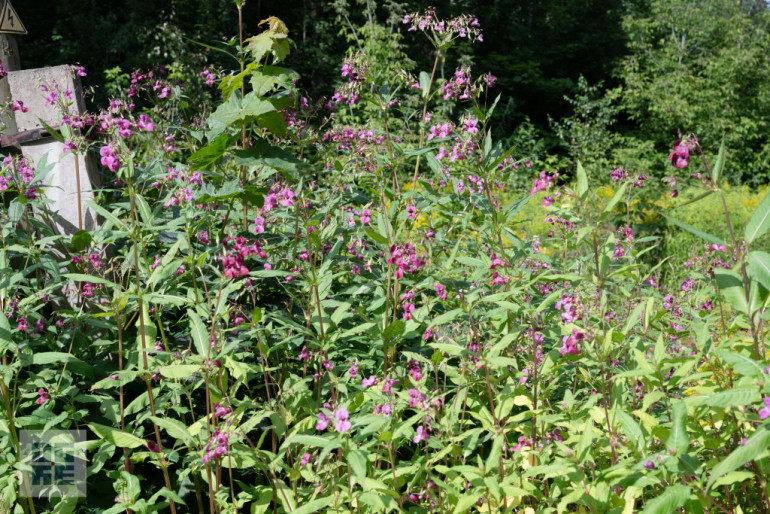 FOTO: J. Čakstes prospektā notikusi talka – informatīvais seminārs invazīvo sugu izplatības ierobežošanai