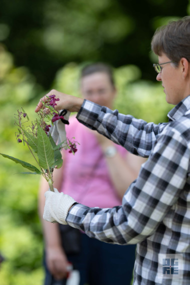 FOTO: J. Čakstes prospektā notikusi talka – informatīvais seminārs invazīvo sugu izplatības ierobežošanai