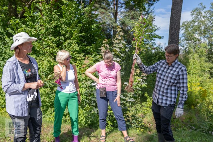 FOTO: J. Čakstes prospektā notikusi talka – informatīvais seminārs invazīvo sugu izplatības ierobežošanai