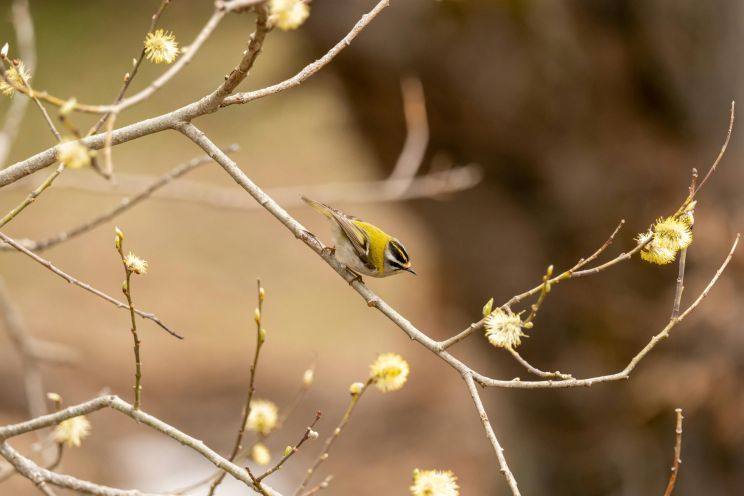 Attēls rakstam: Ogrē gaisa temperatūra ceturtdien nepārsniegs +7 grādus