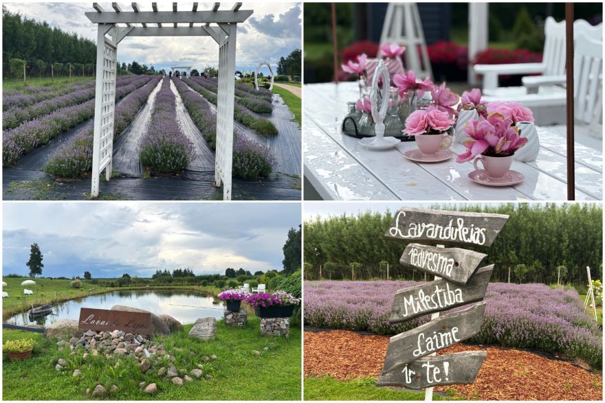 FOTO: Miera oāze rokas stiepiena attālumā – OgreNet viesojas krāšņajās "Lavandu Lejās"