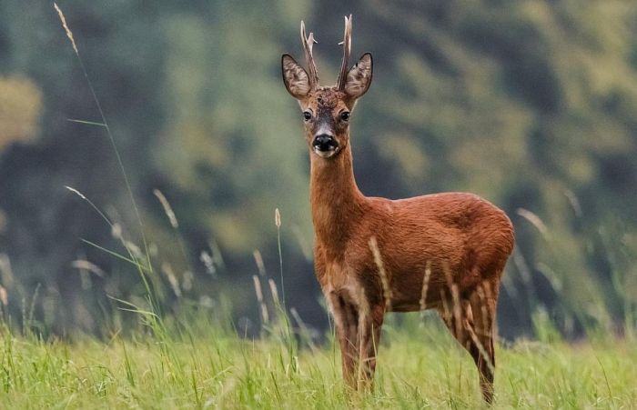 Sāksies stirnu āžu medību sezona